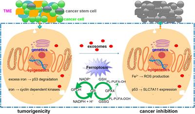 Ferroptosis and Cancer: Complex Relationship and Potential Application of Exosomes